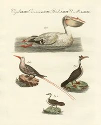 Vreemde zwemmende vogels