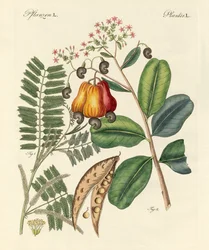 Vreemde bomen