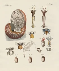 Vreemde wormen