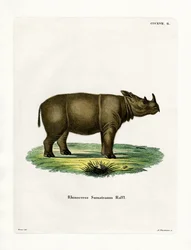 Sumatraanse neushoorn
