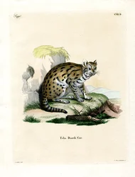 Sunda Nevelpanter