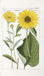 Zonnebloem