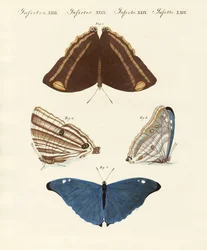 Surinaamse vlinders