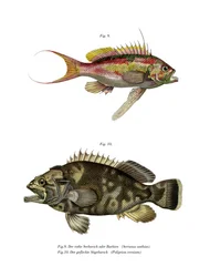 Zwaluwstaart Zeebaars