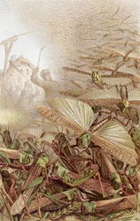 Zwerm treksprinkhanen, plaat uit Brehms Tierleben: Allgemeine Kunde des Tierreichs, vol.9, p.592, gepubliceerd door Bibliographisches Institut, 1892