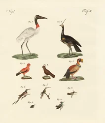 Tien Amerikaanse vogels
