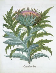 De Kardoen, uit de Hortus Eystettensis door Basil Besler (1561-1629), pub. 1613