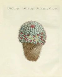 De borstvormige meloencactus