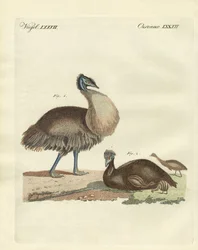 De kasuaris uit Australië