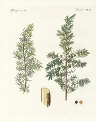 De gewone jeneverbes