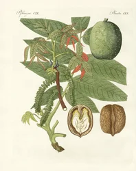 De gewone walnotenboom