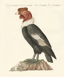 De condor