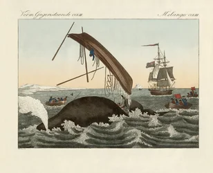 De gevaren van walvisvangst