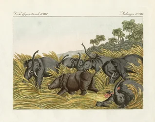 Het gevecht van de neushoorn met de olifanten