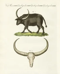 De reuzenbuffel