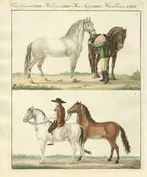 Het paard met zijn verschillende soorten
