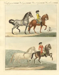 Het paard met zijn verschillende soorten
