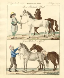 Het paard met zijn verschillende soorten