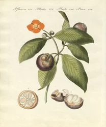 De mangosteenboom