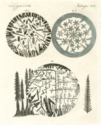 De ananas