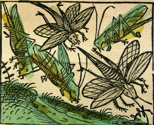 De plaag van Sprinkhanen, gepubliceerd in de Neurenberg Kroniek, 1493