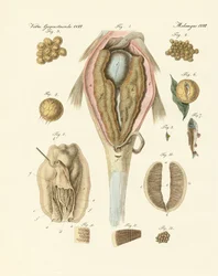 De eierstok van de karpers en de schildersmossel, of de evolutie van de vis en de schildersmossels