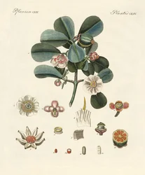 De rooskleurige clusia