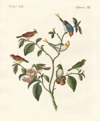 De kleinste vogels