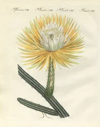 De prachtige grootbloemige fakkelcactus