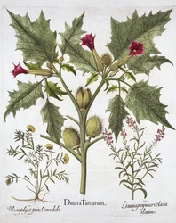 Doornappel, Gamander en Paarse Vlasleeuwenbek, uit Hortus Eystettensis, door Basil Besler, 1613