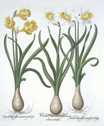 Drie Pseudo-Narcissen uit Hortus Eystettensis