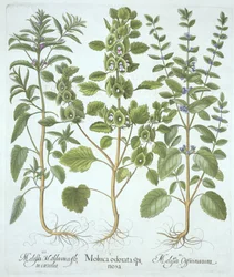 Drie Soorten Melisse, uit Hortus Eystettensis, door Basil Besler, gepubliceerd 1613