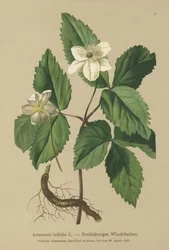 Driebladige Anemoon (Anemone trifolia)