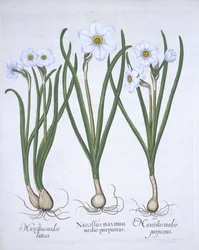 Drie witte Narcissen uit Hortus Eystettensis