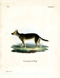 Tibetaanse Hond