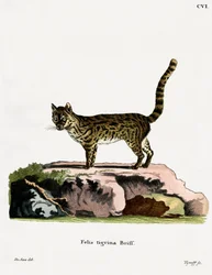 Tijgerkat