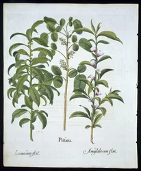 Pistachenoot, laurierboom (Laurus Nobilis), en amandel, plaat 6 uit Hortus Eystettensis door Basil Besler (1561-1629) gepubliceerd in 1613
