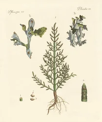 Handels- en geneeskrachtige planten