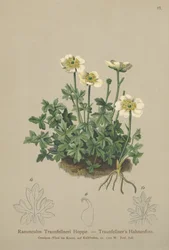 Traunfellners Boterbloem