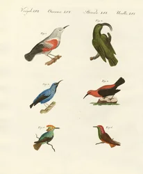 Boomkruipers en kolibries
