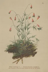 Tros Catchfly