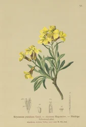 Trosmuurbloem