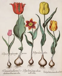 Tulpen: 1.Tulipa lutea maculis rubens; 2.Tulipa aurei coloris; 3.Tulipa lutea prope calicem radis rubro; 4.Tulipa parte media viridibus signaturis, altera vero rubia; 5.Tulipa cx purpura rosea persica