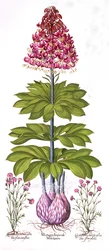 Turkse Lelie en Anjer, uit Hortus Eystettensis, door Basil Besler, 1613