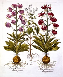 Turkse Lelie en Toverhazelaar, uit Hortus Eystettensis, door Basil Besler, 1613