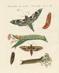 Schemeringvlinder