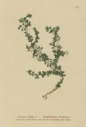 Twee-bloemige Sandwort
