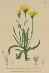 Paraplu Melkkruid