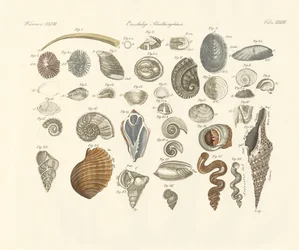 Eencellige dieren of wormenhuis