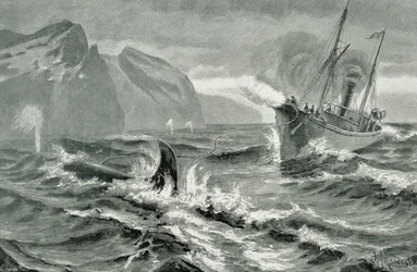 Gebruik van een harpoengeweer vanaf een snelle stoomboot